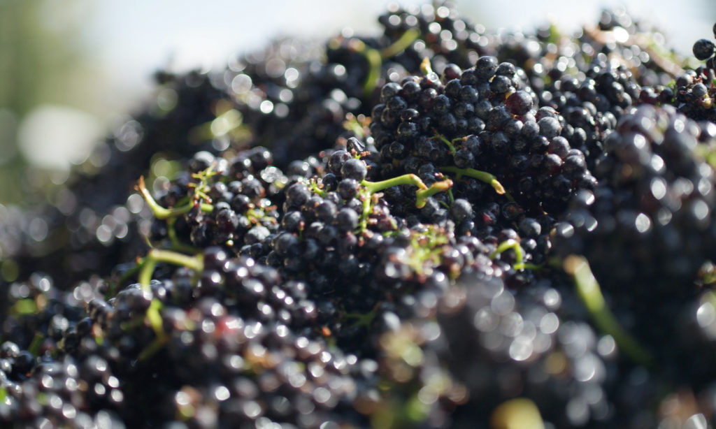 Joel Gott Wines - Joel Gott Oregon Pinot Noir Photograph Joel Gott Wines - Joel Gott Oregon Pinot Noir Photograph