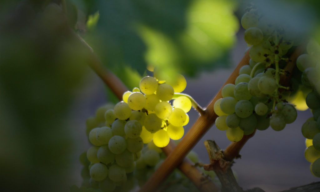 Joel Gott Wines - Joel Gott Sauvignon Blanc Photograph Joel Gott Wines - Joel Gott Sauvignon Blanc Photograph