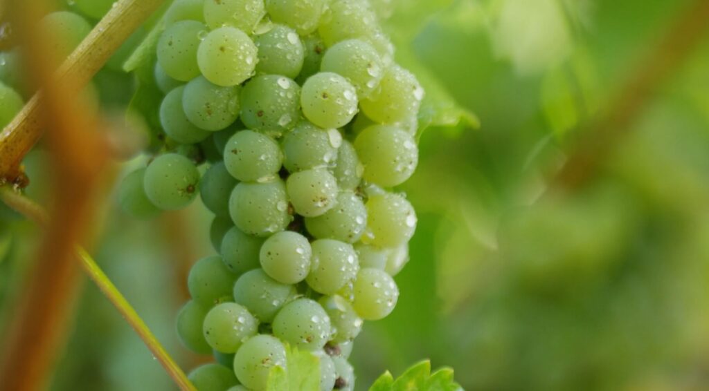 Joel Gott Wines - GOTT Sauvignon Blanc Bottle Joel Gott Wines - GOTT Sauvignon Blanc Bottle