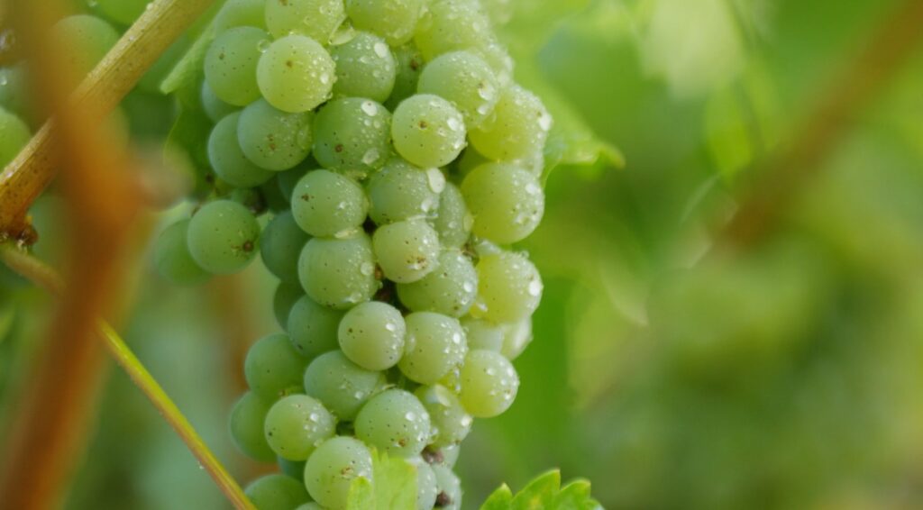 Joel Gott Wines - Joel Gott Sauvignon Blanc 375mL Photograph Joel Gott Wines - Joel Gott Sauvignon Blanc 375mL Photograph